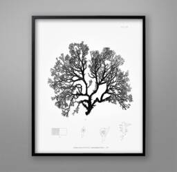 Botanical Seaweed Print 1859 Nautical Wall Art - thumbnail 1