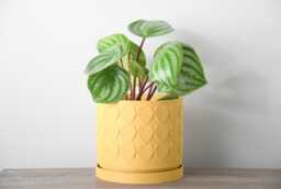 "Heart Planter With Drainage & Saucer in Yellow, Cute 3D-Printed Plant Pot, Small To Large Sizes 4"" 5"" 6"" 7"" 8" - thumbnail 1