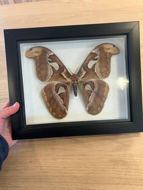 Framed Giant Brown Butterfly Attacus Atlas Simple White Mount Insects Wall Decor Curio Gift Taxidermy - image 1