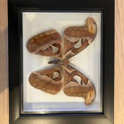 Framed Giant Brown Butterfly Attacus Atlas Simple White Mount Insects Wall Decor Curio Gift Taxidermy - thumbnail 2