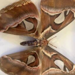 Framed Giant Brown Butterfly Attacus Atlas Simple White Mount Insects Wall Decor Curio Gift Taxidermy - thumbnail 4