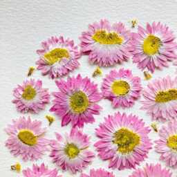 Flower Herbarium, Framed Herbarium Of Dried Flowers & Leaves, French Designer, 18x24cm, Botanik Flower Farm, Organic Farming - thumbnail 3