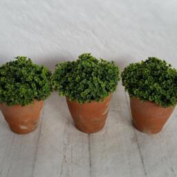 Faux Mind Your Own Business Plant in Genuine Vintage Hand Thrown Terracotta Pot Soleirolia Soleirolii - thumbnail 2