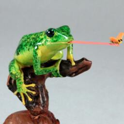 Flycatching Frog Sculpture By John Perry 6 Inches Long On Burlwood Figurine Statue - thumbnail 3