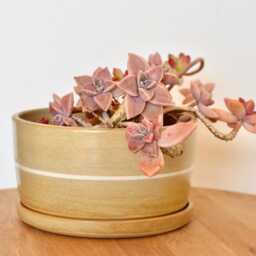 Handmade Stoneware Bonsai Pot Striped Matte Planter With Tray - thumbnail 2