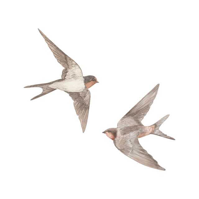 Swallows Wall Stickers. Removable & Reusable - image 1