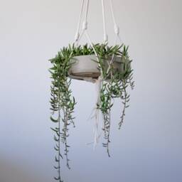 Minimal Plant Hanger - thumbnail 2