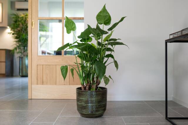 Handmade Green Ceramic Plant Pot Sanna Boho Style, Indoor Planter, Multiple Sizes D15cm-D31cm - image 1