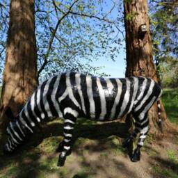 Large Recycled Metal Handpainted Black & White Zebra Garden Sculpture, Statue, Ornament, Decoration - thumbnail 3