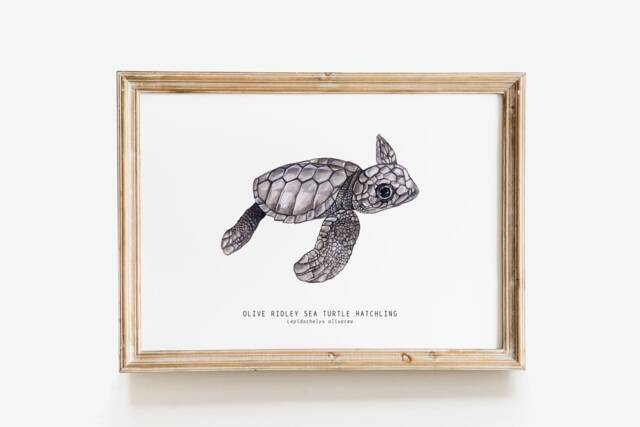 Olive Ridley Sea Turtle Hatchling - Lepidochelys Olivacea Art Print Watercolor Nature Wall Nursery, Living, Bedroom, Home D??cor Poster - image 1