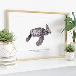 Olive Ridley Sea Turtle Hatchling - Lepidochelys Olivacea Art Print Watercolor Nature Wall Nursery, Living, Bedroom, Home D??cor Poster - thumbnail 3