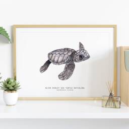 Olive Ridley Sea Turtle Hatchling - Lepidochelys Olivacea Art Print Watercolor Nature Wall Nursery, Living, Bedroom, Home D??cor Poster - thumbnail 2