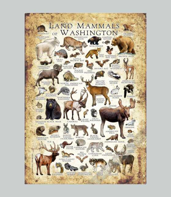 Washington Mammals Art Print Pacific Northwest Field Guide, Signed - image 1