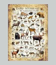 Washington Mammals Art Print Pacific Northwest Field Guide, Signed - thumbnail 1