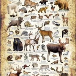 Washington Mammals Art Print Pacific Northwest Field Guide, Signed - thumbnail 2