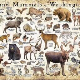 Washington Mammals Art Print Pacific Northwest Field Guide, Signed - thumbnail 3