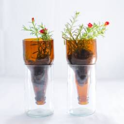 Wine & Beer Bottle Hydroponic Garden - Office Desk Planter - thumbnail 2
