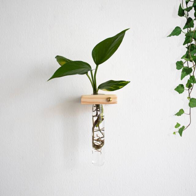 Wall Plant Propagation Station, Propagating Station, Hanging Plant, Propagate Plants, Test Tube Planter - image 1