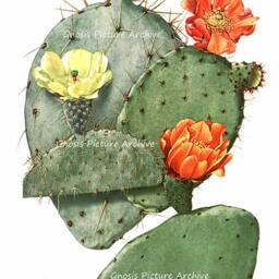 Succulent Plant Cactus Wall Art Set Of 4 Unframed Southwest Decor - thumbnail 3