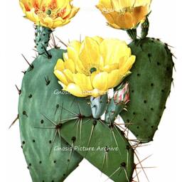 Succulent Plant Cactus Wall Art Set Of 4 Unframed Southwest Decor - thumbnail 2