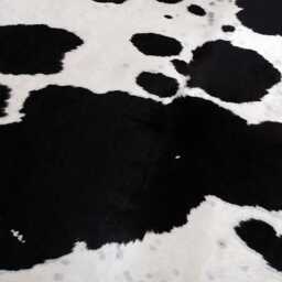 Extra Large Black & White Cowhide Rug Hair-On Leather Accent - 65x62 Inches - thumbnail 2