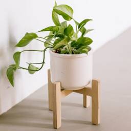 Removable Adjustable Plant Stand - Elevated Pots For Stylish Display Sustainable Birch Plywood Support - thumbnail 1