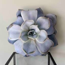 Echeveria Succulent Pillow 3D Plant Cushion, Realistic Design - thumbnail 2