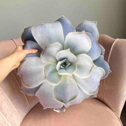 Echeveria Succulent Pillow 3D Plant Cushion, Realistic Design - thumbnail 4