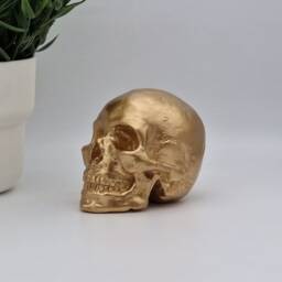 Golden Solid Mini Human Skull Ornament Small Replica Plaster Of Paris Skull - thumbnail 2