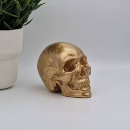 Golden Solid Mini Human Skull Ornament Small Replica Plaster Of Paris Skull - thumbnail 3