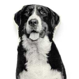 Bernese Mountain Dog Pillow, Silkscreen Printed Contour Shape - thumbnail 3