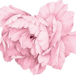 Light Pink Peony #21 Removable Wall Decal Individual Blooming Peonies Baby Girl Room Nursery Decor - Customize Your Own Sticker Set - thumbnail 4