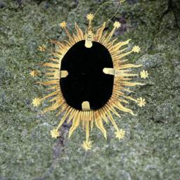 Decorative Sunburst Mirror - thumbnail 4