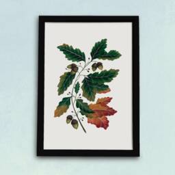 Oak Leaves & Acorns Art Print - Autumnal Painting Warm-Toned Fall Tree Watercolour Illustration Gift For Gardeners A5, A4 Or A3 - thumbnail 2