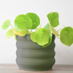 "Bubbly Planter With Drainage & Saucer in Army Green, Unique 3D-Printed Plant Pot, Small To Large Sizes 4"" 5"" 6"" 7"" 8" - thumbnail 4