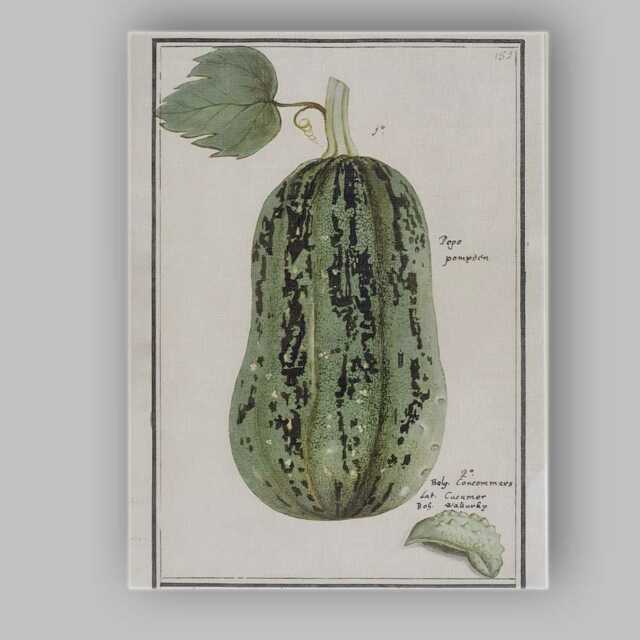 Vintage Botanical Green Striped Gourd Illustration Canvas Wall Art Print Decor Picture Ready To Hang - image 1