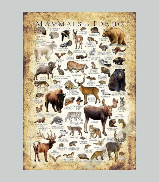 Mammals Of Idaho Poster Print Signed Wildlife Art Field Guide - image 1