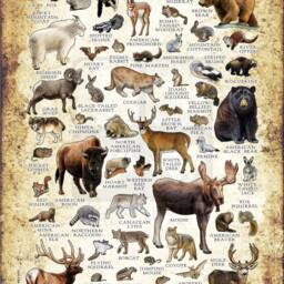 Mammals Of Idaho Poster Print Signed Wildlife Art Field Guide - thumbnail 2