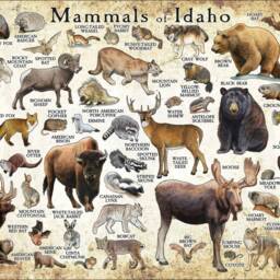 Mammals Of Idaho Poster Print Signed Wildlife Art Field Guide - thumbnail 3