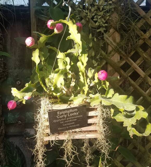 Houseplant Orchid Cactus Cereus Curly Pink Epiphyllum Plants Live Plant Cutting - image 1