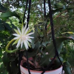 Houseplant Orchid Cactus Cereus Curly Pink Epiphyllum Plants Live Plant Cutting - thumbnail 4