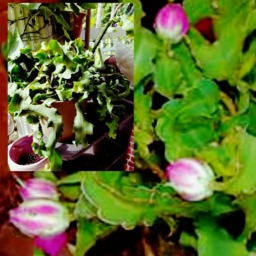 Houseplant Orchid Cactus Cereus Curly Pink Epiphyllum Plants Live Plant Cutting - thumbnail 2