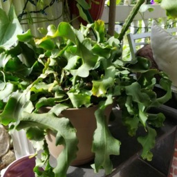 Houseplant Orchid Cactus Cereus Curly Pink Epiphyllum Plants Live Plant Cutting - thumbnail 3