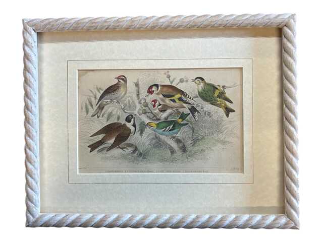 Oliver Goldsmith Antique Copper Engraving, Birds Print, Limed Rope Frame - image 1