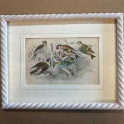 Oliver Goldsmith Antique Copper Engraving, Birds Print, Limed Rope Frame - thumbnail 2