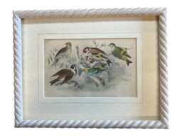 Oliver Goldsmith Antique Copper Engraving, Birds Print, Limed Rope Frame