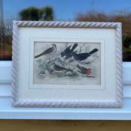 Oliver Goldsmith Antique Copper Engraving, Birds Print, Limed Rope Frame - thumbnail 4