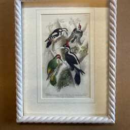 Oliver Goldsmith Antique Copper Engraving, Birds Print, Limed Rope Frame - thumbnail 3