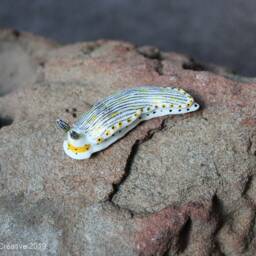 Riatus The Nudibranch - Dermatobranchus Semistriatus - thumbnail 3
