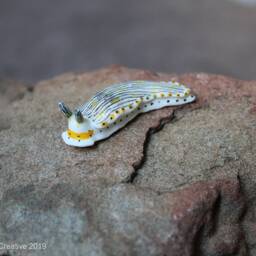 Riatus The Nudibranch - Dermatobranchus Semistriatus - thumbnail 4